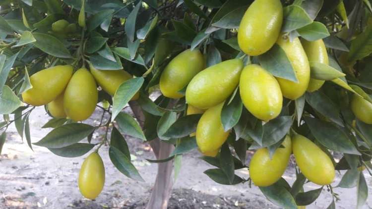 تصویر 5 از مرکز پخش نهال لایم کوات گلدانی میوه دار