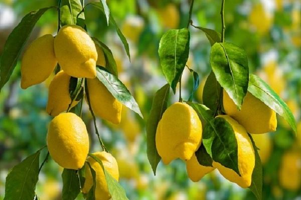 قیمت نهال