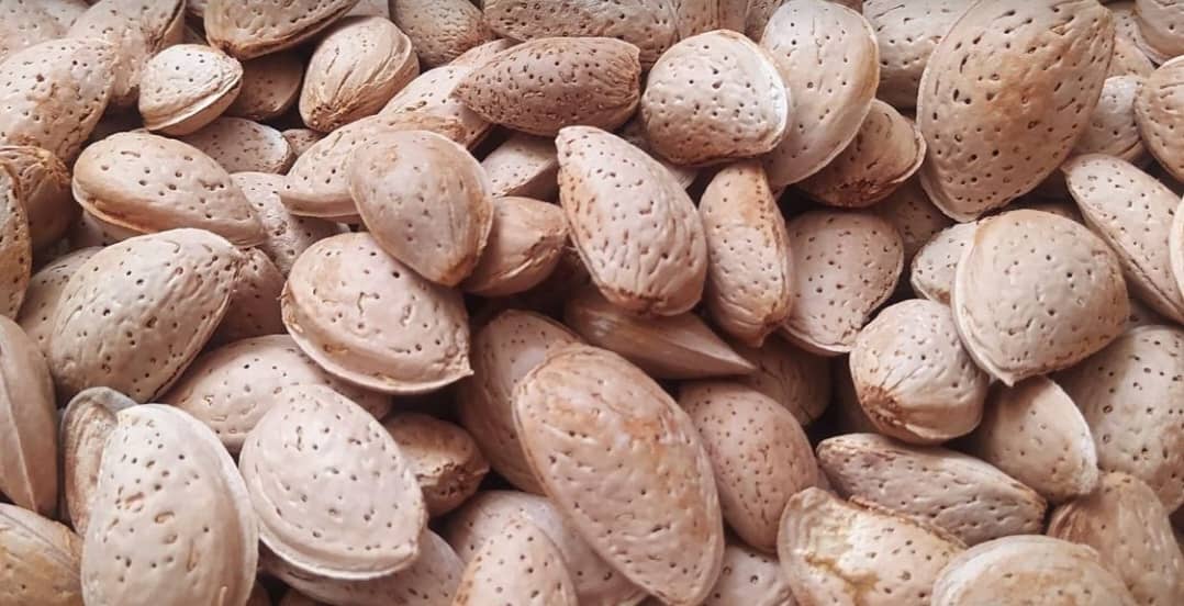 قیمت بادام درختی دیم و ارگانیک