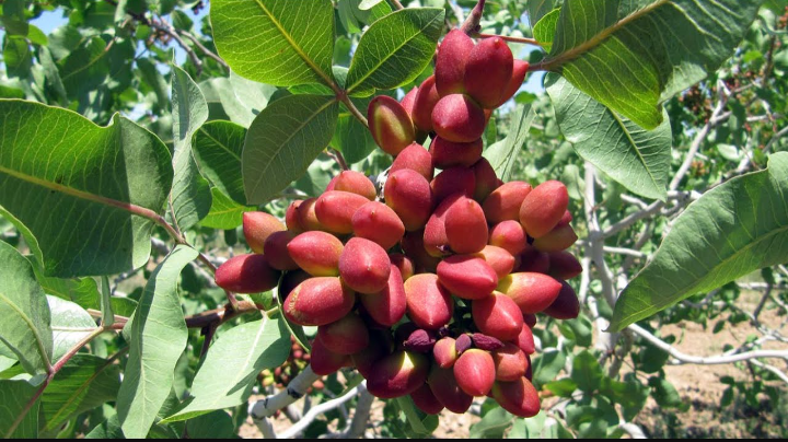 فروش و عرضه پسته تر عمده