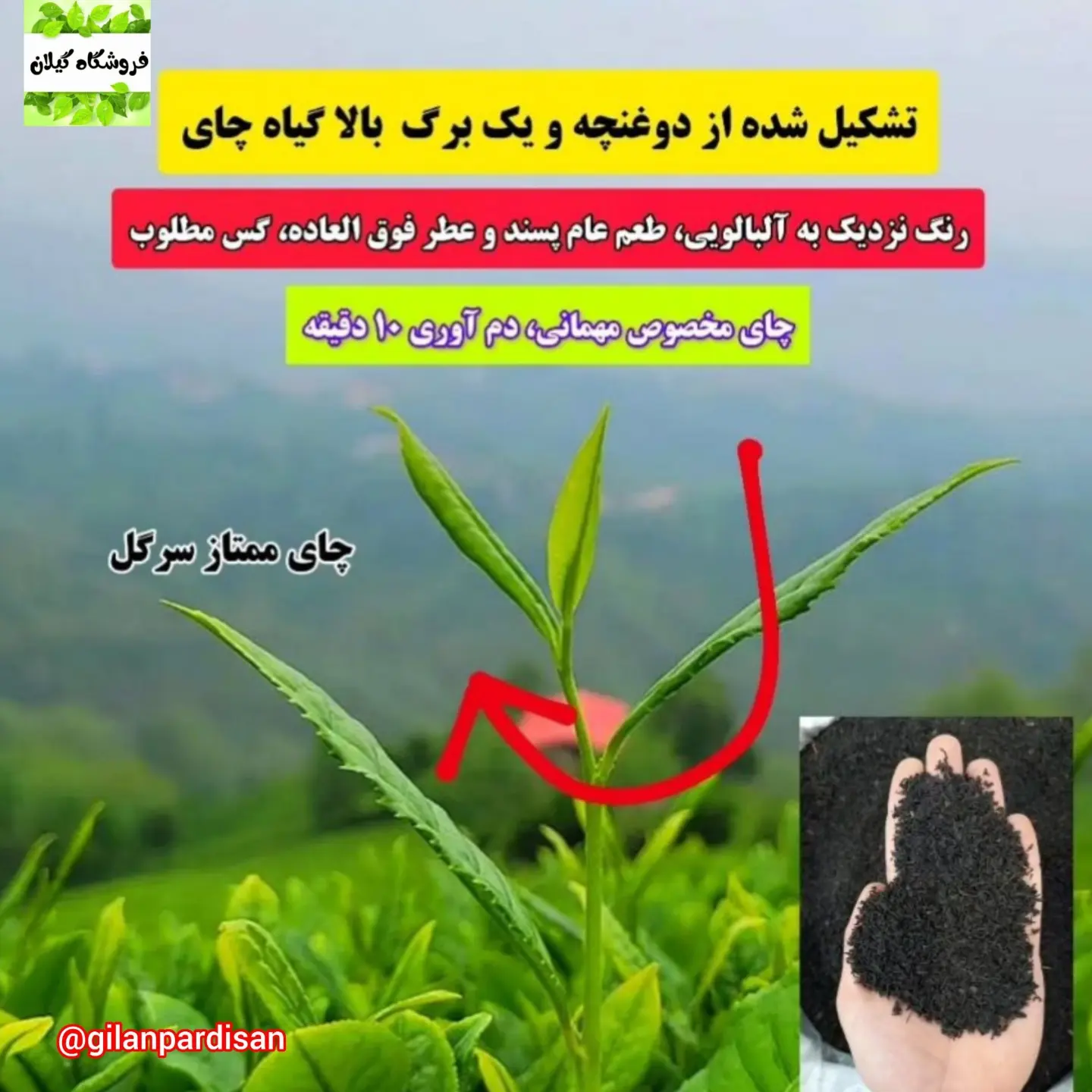 چای ممتاز بهاره چین یک
