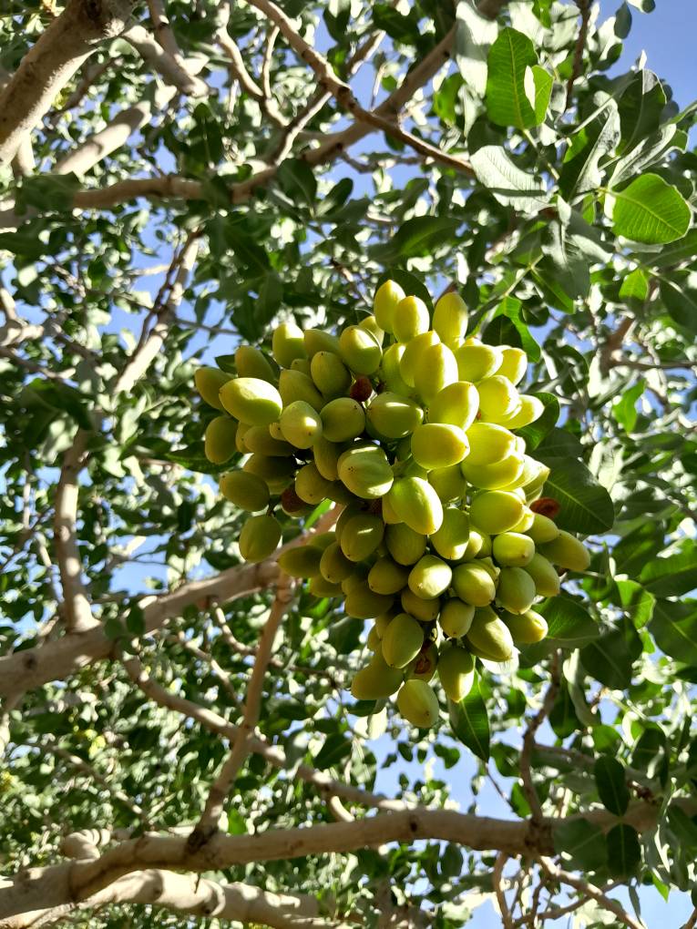 تصویر 2 از خرید عمده پسته کله قوچی با کیفیت ممتاز