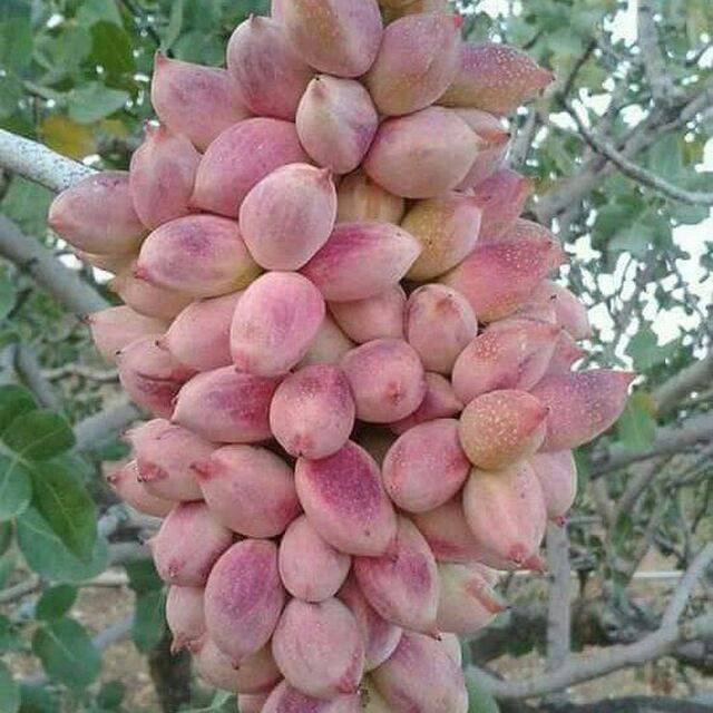 تصویر 2 از عرضه مستقیم پسته کله‌ قوچی + کیفیت برتر و قیمت رقابتی