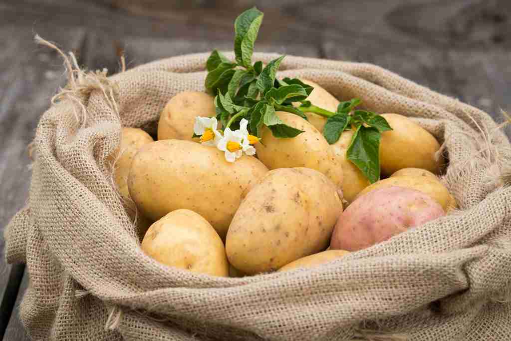 تصویر 3 از خرید سیب زمینی صادراتی عمده