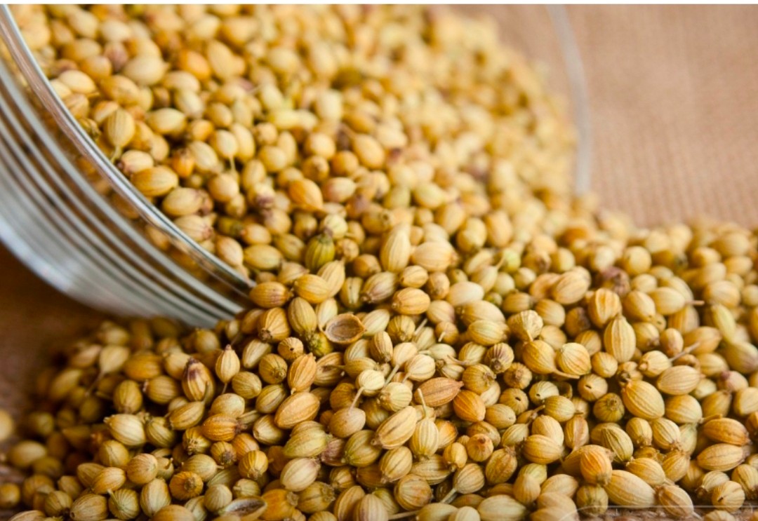 تصویر 1 از خرید تخم گشنیز آنلاین آناهیتا + ارسال به جنوب کشور