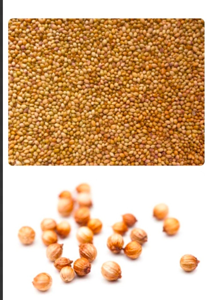 تصویر 1 از خرید بذر گشنیز خواص غنی + فروش عمده