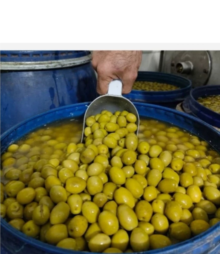 تصویر 1 از فروش استثنایی زیتون درشت ویژه ی طارم