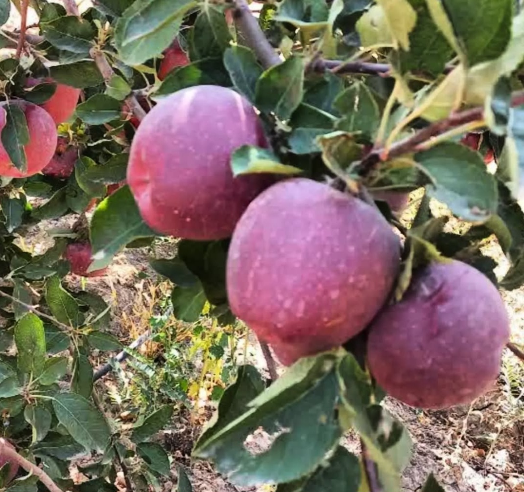 تصویر 4 از قیمت سیب ممتاز مراغه خرید و فروش