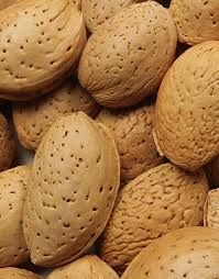 فروش بادام سنگی + قیمت خرید