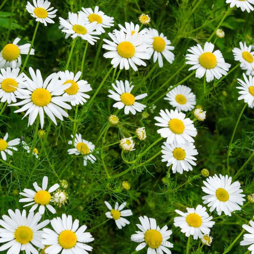تصویر 1 از فروش صادراتی گیاه بابونه شیرازی خشک فله