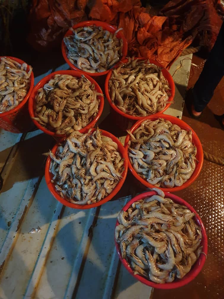 تصویر 2 از خرید میگو پرورشی صادراتی جنوب + قیمت فروش