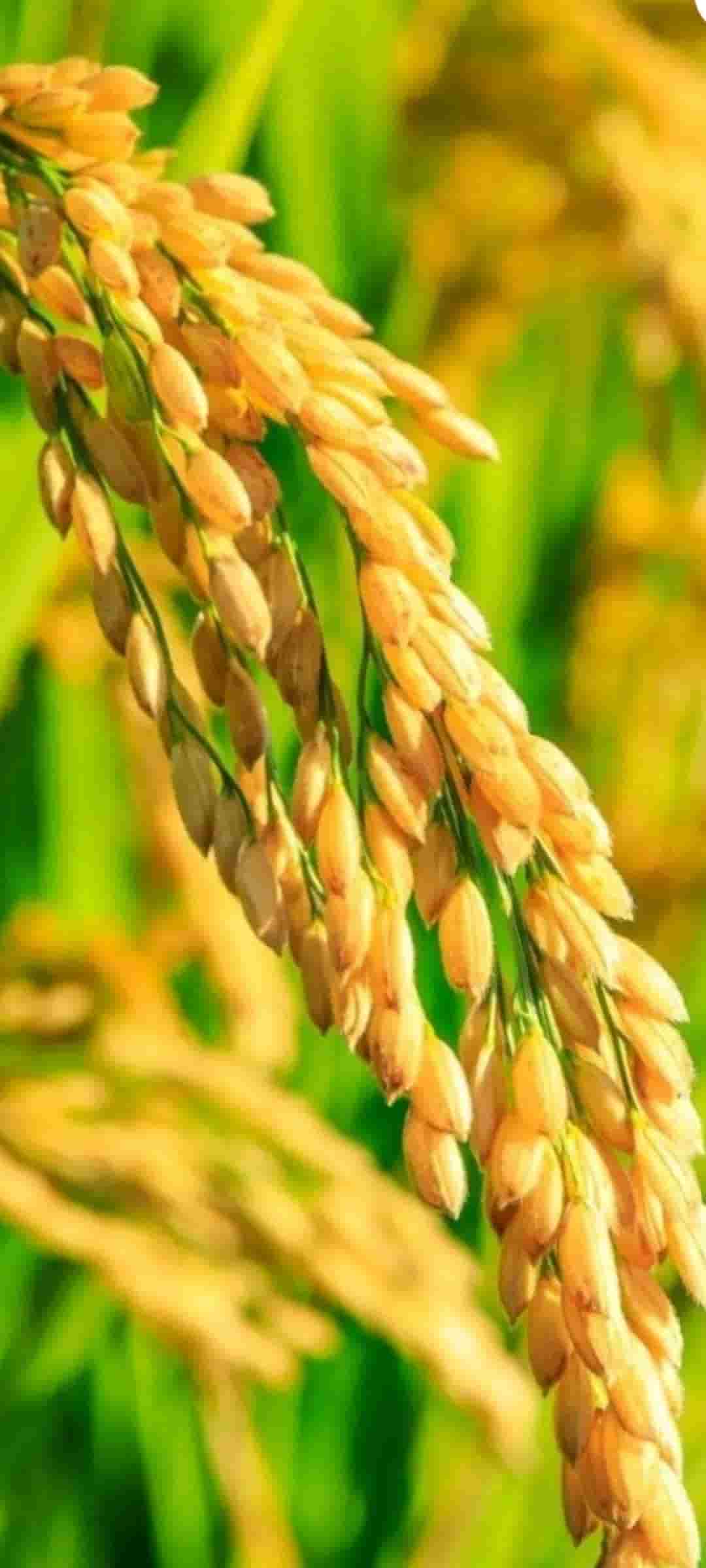 تصویر 1 از قیمت خرید برنج چمپا میداوود درجه یک