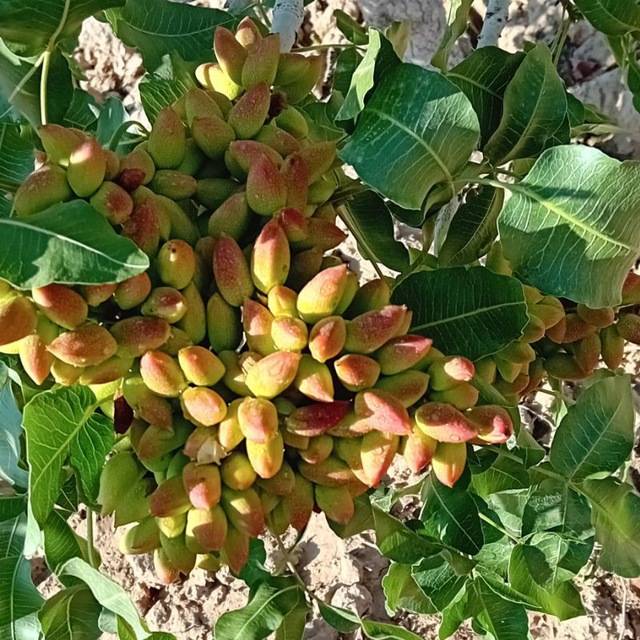 تصویر 4 از قیمت خرید پسته احمد آقایی دامغان + فروش ویژه