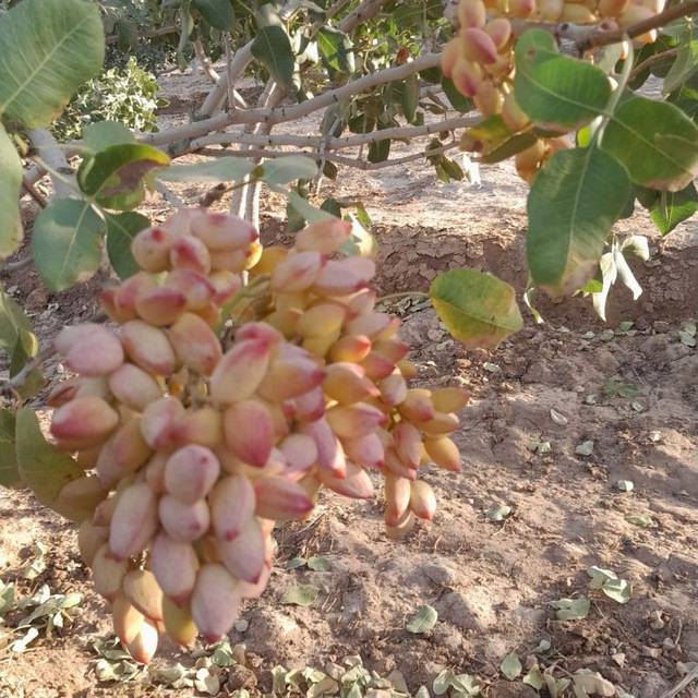 تصویر 1 از قیمت خرید پسته احمد آقایی دامغان + فروش ویژه