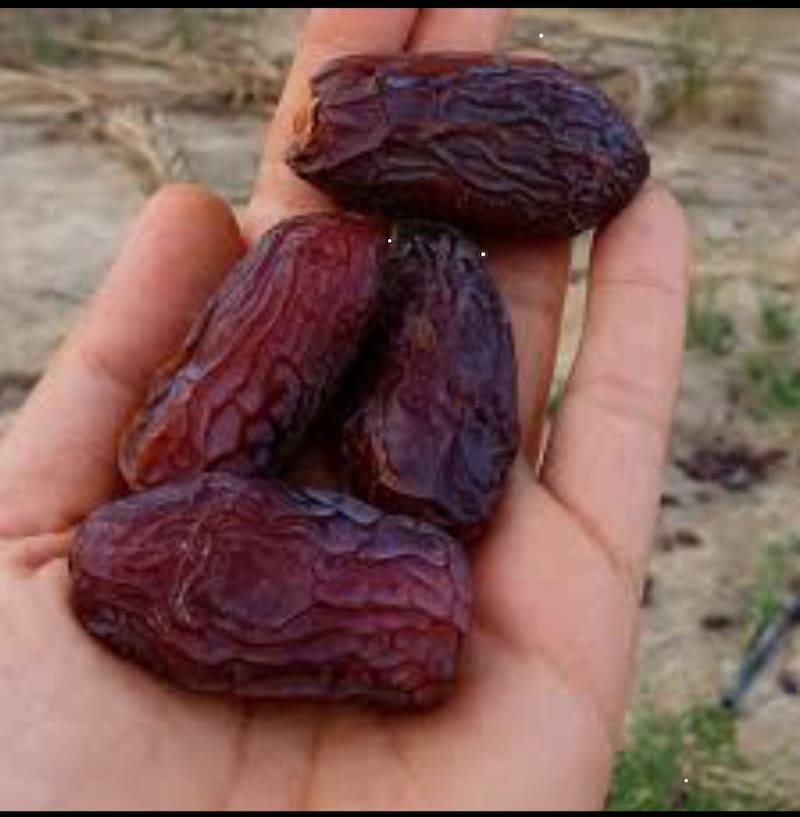تصویر 2 از قیمت خرما ربی تازه + خرید و فروش عمده اقتصادی