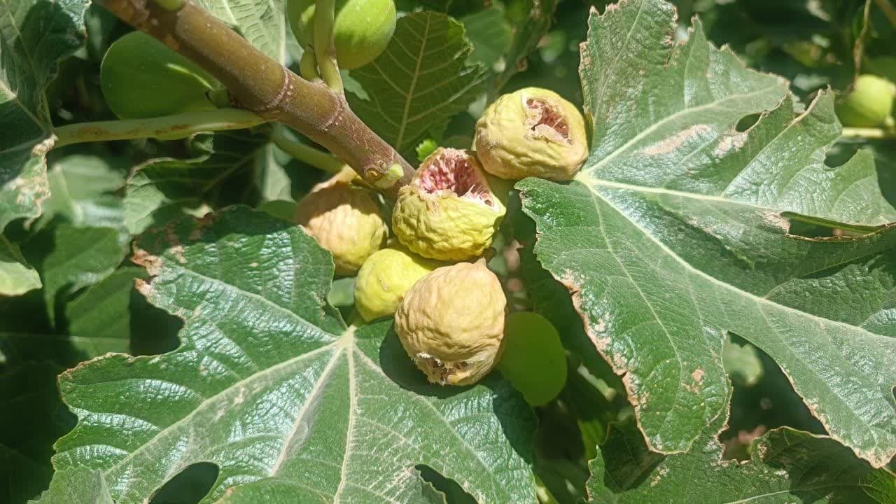 تصویر 1 از انجیر باغی + کیفیت ممتاز