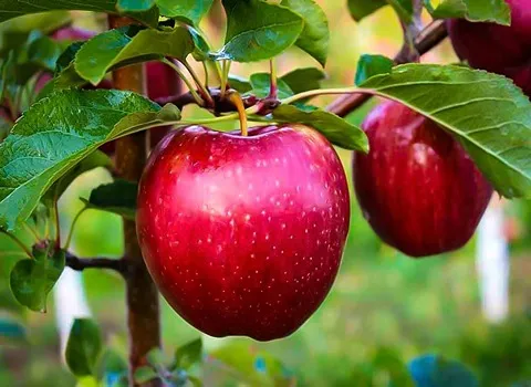 قیمت و فروش سیب رد دلیشز قرمز قزوین