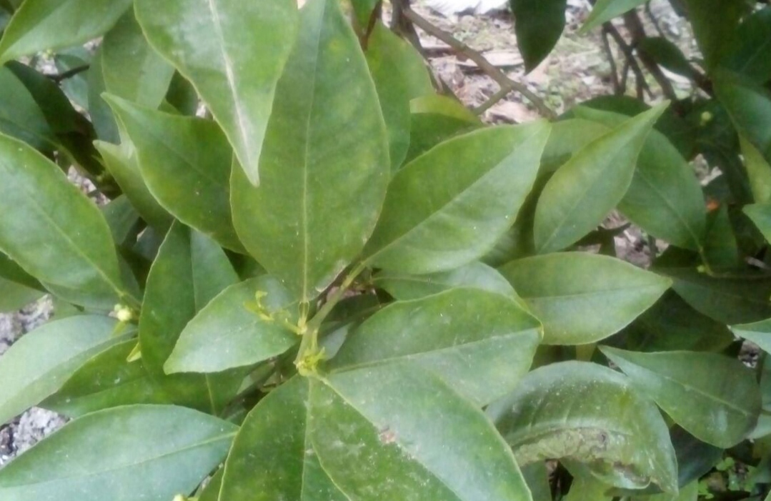 تصویر 1 از خرید مستقیم حشره‌ کش کنه کش ارگانیک حاوی روغن نارگیل