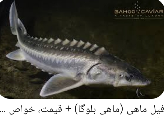 فیل ماهی خزر