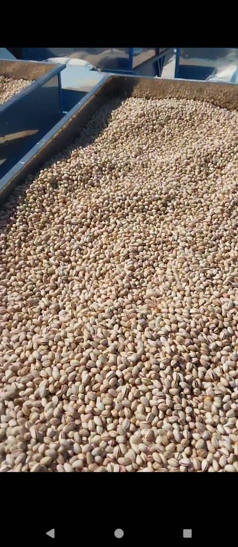 تصویر 2 از پسته سفید امسالی خراسان