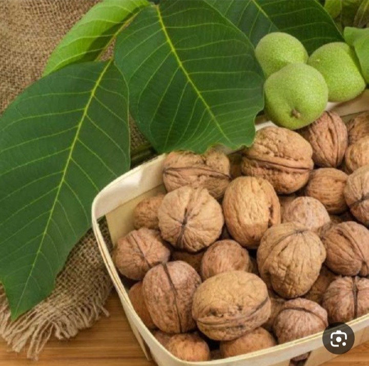 فروش عمده گردوی درختی با پوسته سخت اذرشهر