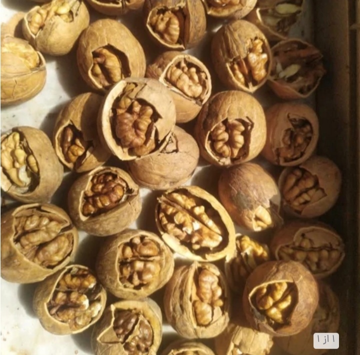 فروش عمده و خرده گرودی درختی با مغز پر خاصیت
