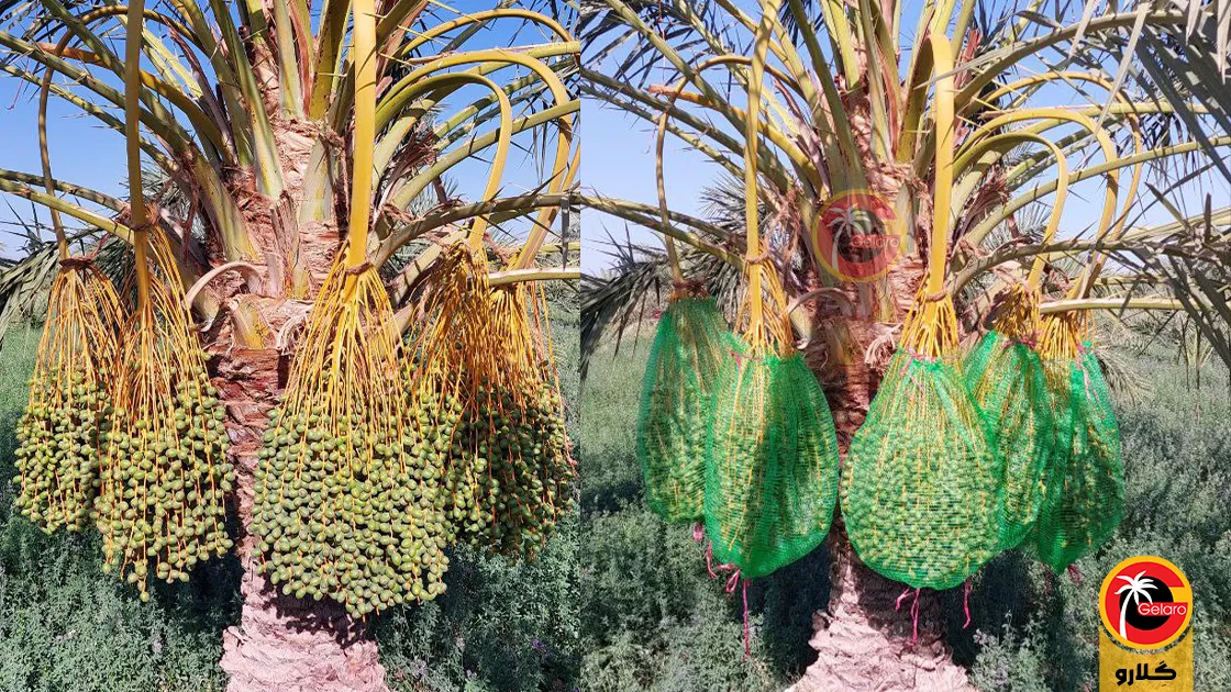 تصویر 4 از کیسه محافظ خرما تهران خرید