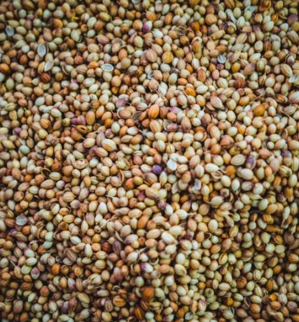 تصویر 1 از خرید بذر دانه بندی شده آناهیتا گشنیز