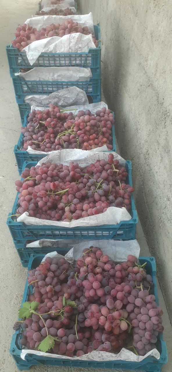 تصویر 4 از شیره ۳ انگور تازه شهر خشکرود