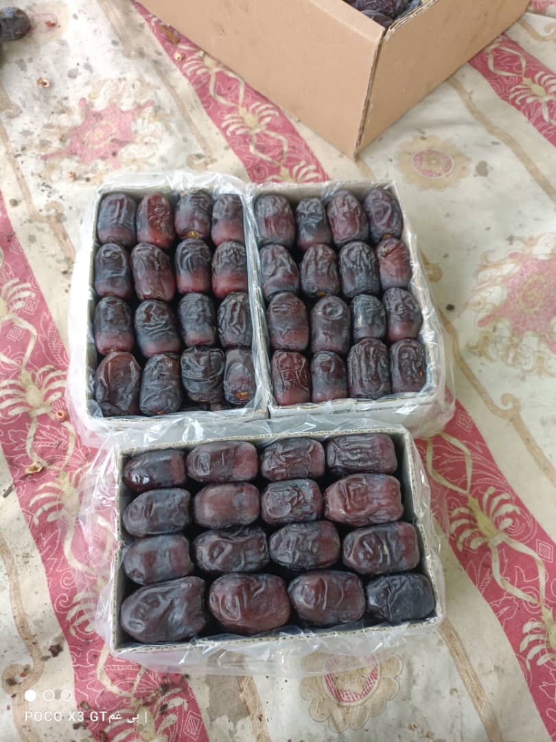 تصویر 3 از فروش مستقیم خرما مضافتی از تولید به مصرف