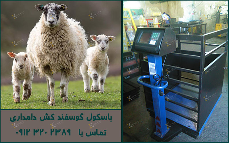 باسکول دام کش دیجیتال جدید مناسب مراکز تحقیقاتی