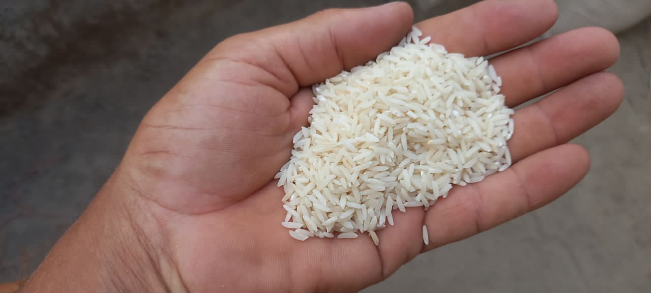 تصویر 2 از قیمت خرید برنج علی کاظمی درجه یک گیلان