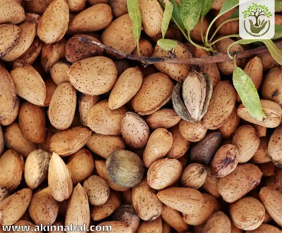تصویر 2 از فروش عمده بادام شیرین مامایی درجه یک + تحویل سریع