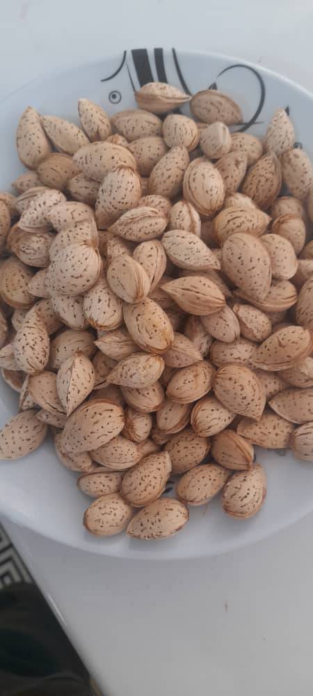 تصویر 3 از فروش عمده بادام شیرین مامایی درجه یک + تحویل سریع