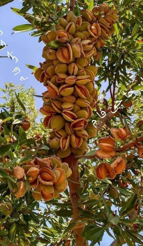 تصویر 4 از فروش عمده بادام شیرین مامایی درجه یک + تحویل سریع