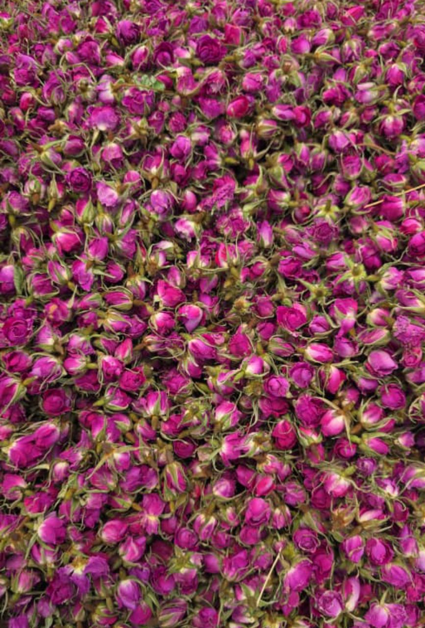 استعلام قیمت غنچه گل محمدی + خرید و فروش عمده