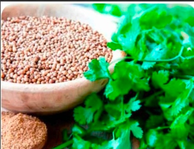 تصویر 1 از خرید بذر گشنیز از ما + نشان اعتماد و منافع متقابل