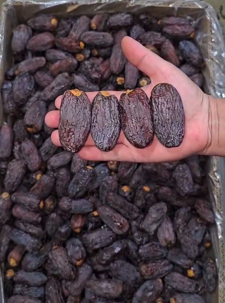 تصویر 4 از خرید عمده خرما مجول صادراتی + نازل ترین قیمت