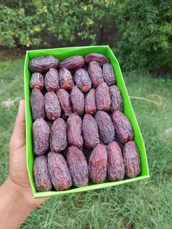 تصویر 2 از خرید عمده خرما مجول صادراتی + نازل ترین قیمت