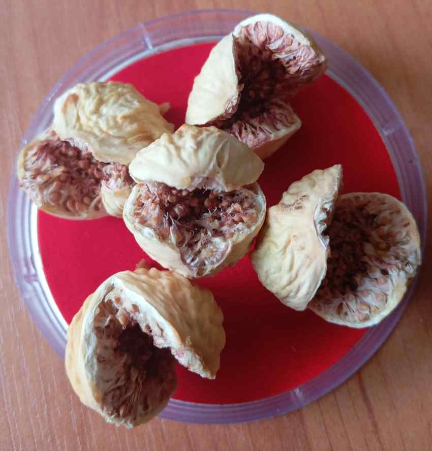 خرید انجیر خشک مرغوب استهبان