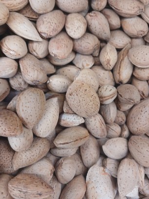 تصویر 1 از قیمت خرید بادام سنگی درجه یک + فروش عمده