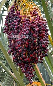 تصویر 4 از خرید و فروش خرمای خنیزی بسته بندی عنبرآباد + خرید مستقیم