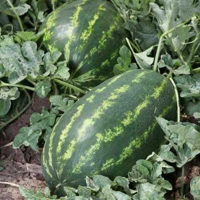 فروش عمده هندوانه B32  با کمترین قیمت
