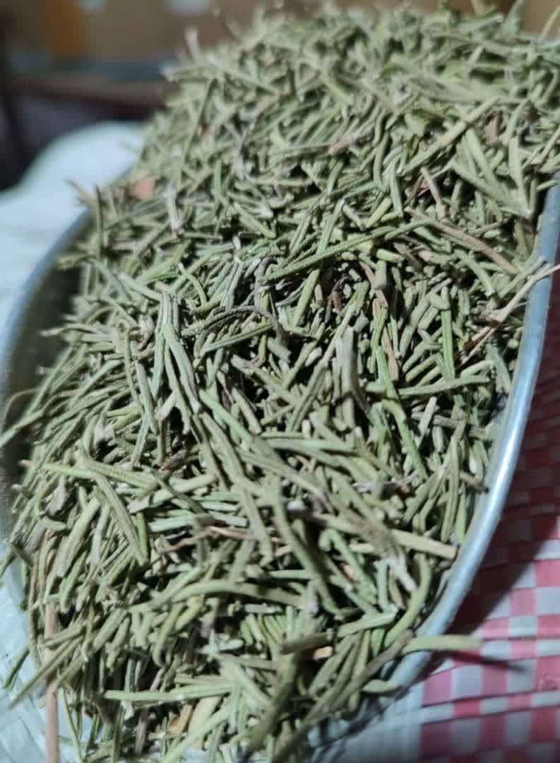 فروش عمده رزماری تازه و خشک شده