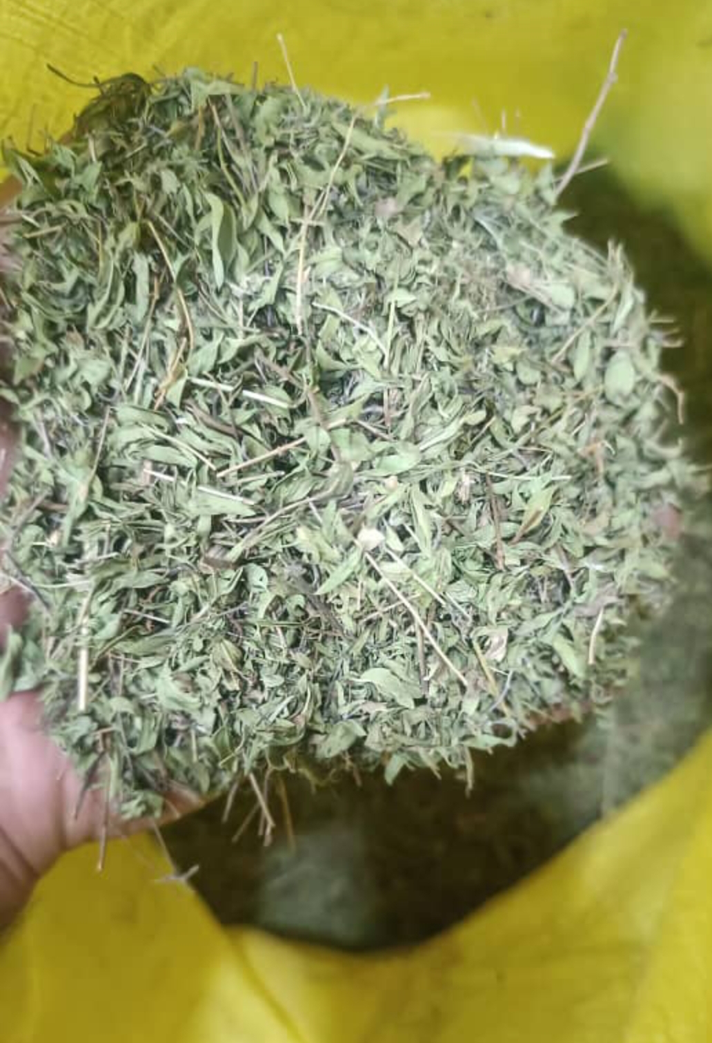 آویشن کوهی خرید مستقیم از باغداری