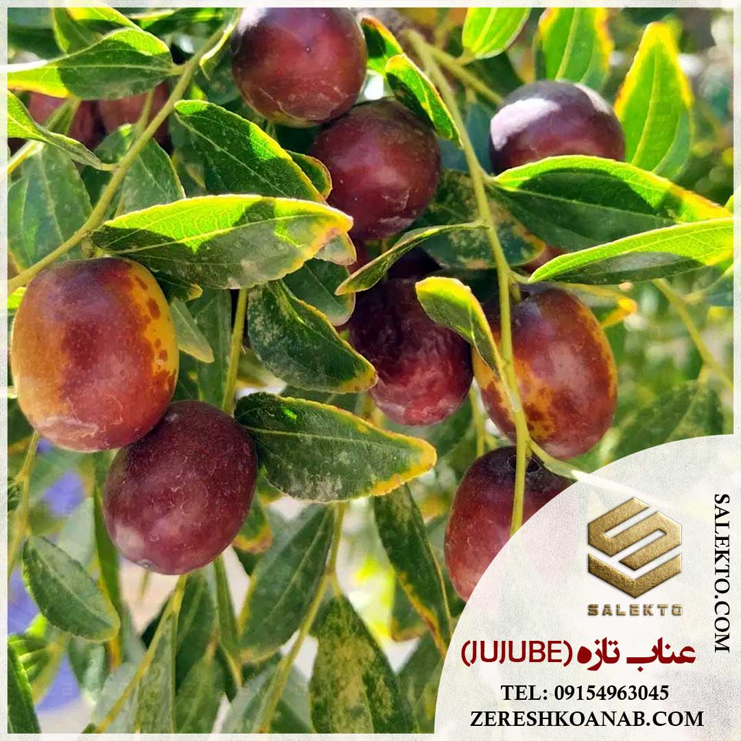 تصویر 3 از فروش عناب تازه قاینات با عطر طبیعی + خرید به‌ صرفه و قیمت شگفت‌ انگیز