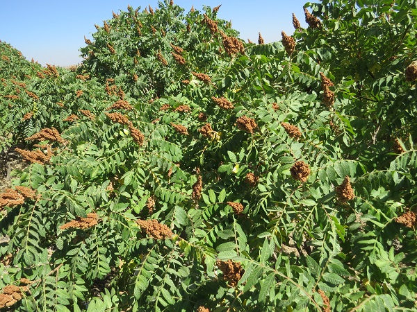 تصویر 4 از فروش عمده سماق قهوه ای با کیفیت صادراتی