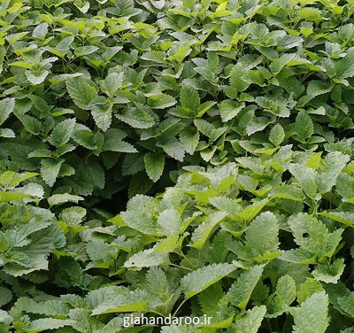 تصویر 3 از عمده فروشی بادرنجبویه با کیفیت بالا