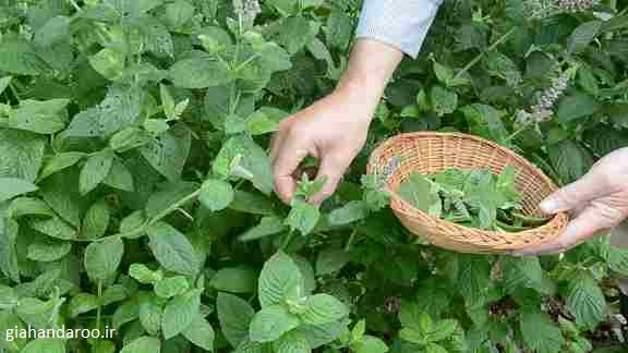 تصویر 5 از عمده فروشی بادرنجبویه با کیفیت بالا