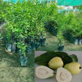 تصویر 5 از مرکز فروش نهال گواوا استرابری + نهال گواوا زرد